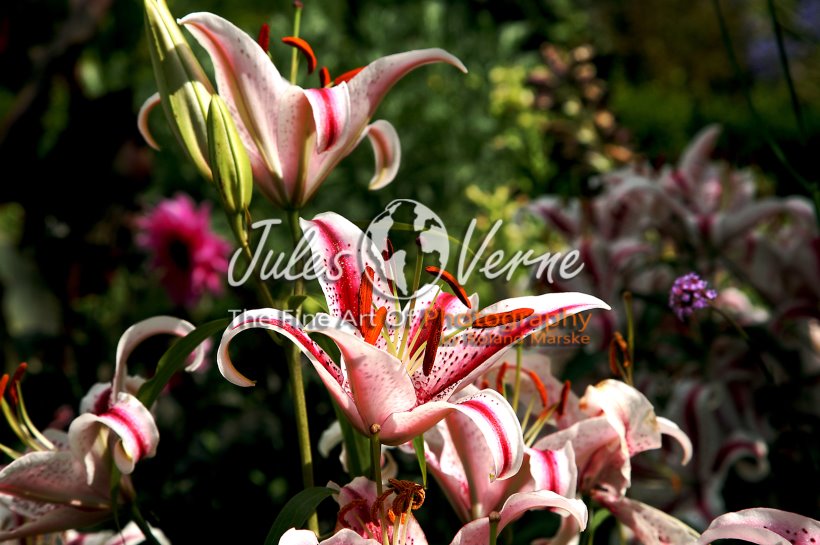 jvo_galerie_012.jpg