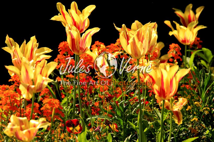 jvo_galerie_037.jpg