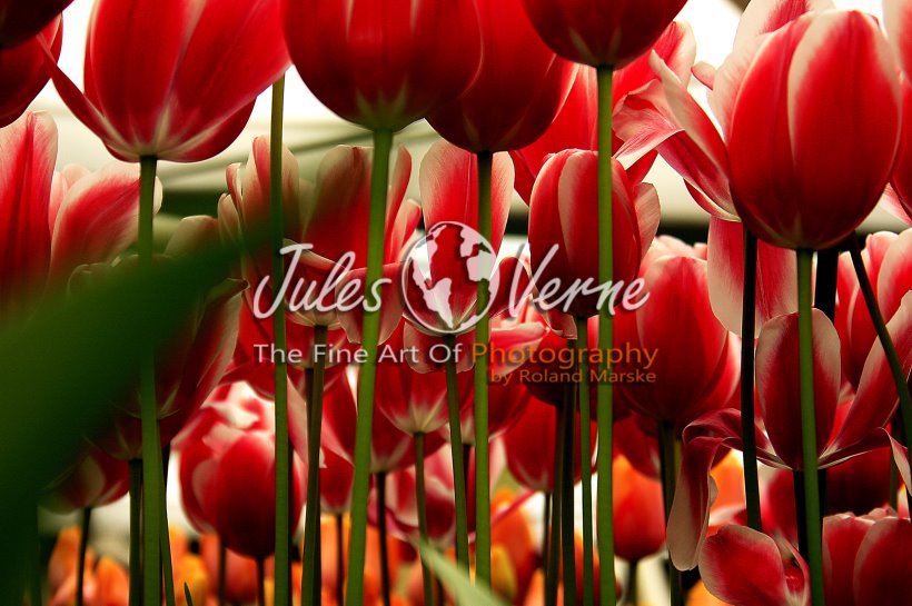 jvo_galerie_048.jpg